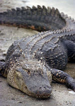 crocodile